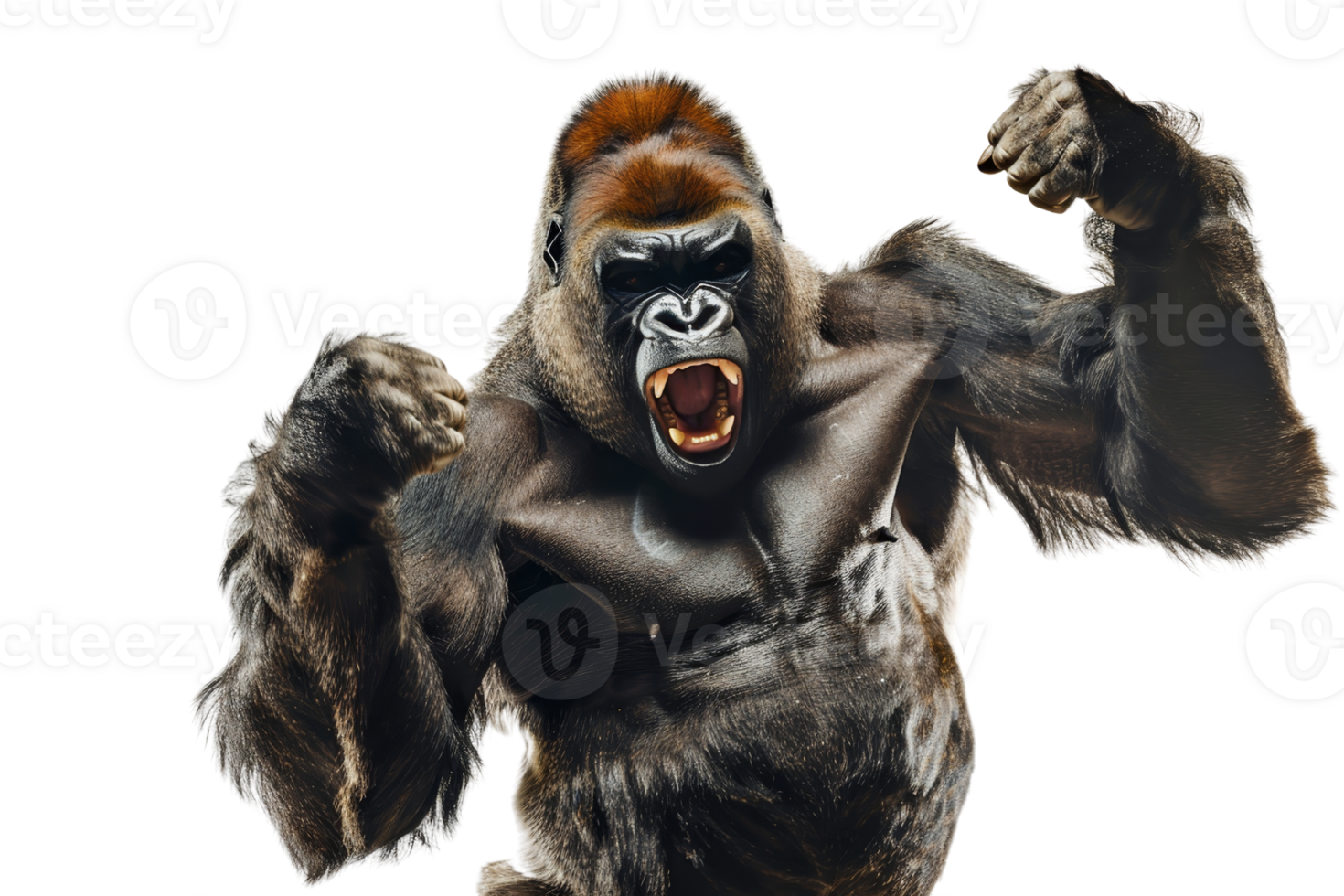 Close-up of a powerful gorilla displaying its dominance with a loud roar, showcasing the raw strength and majestic nature of the animal kingdom. png
