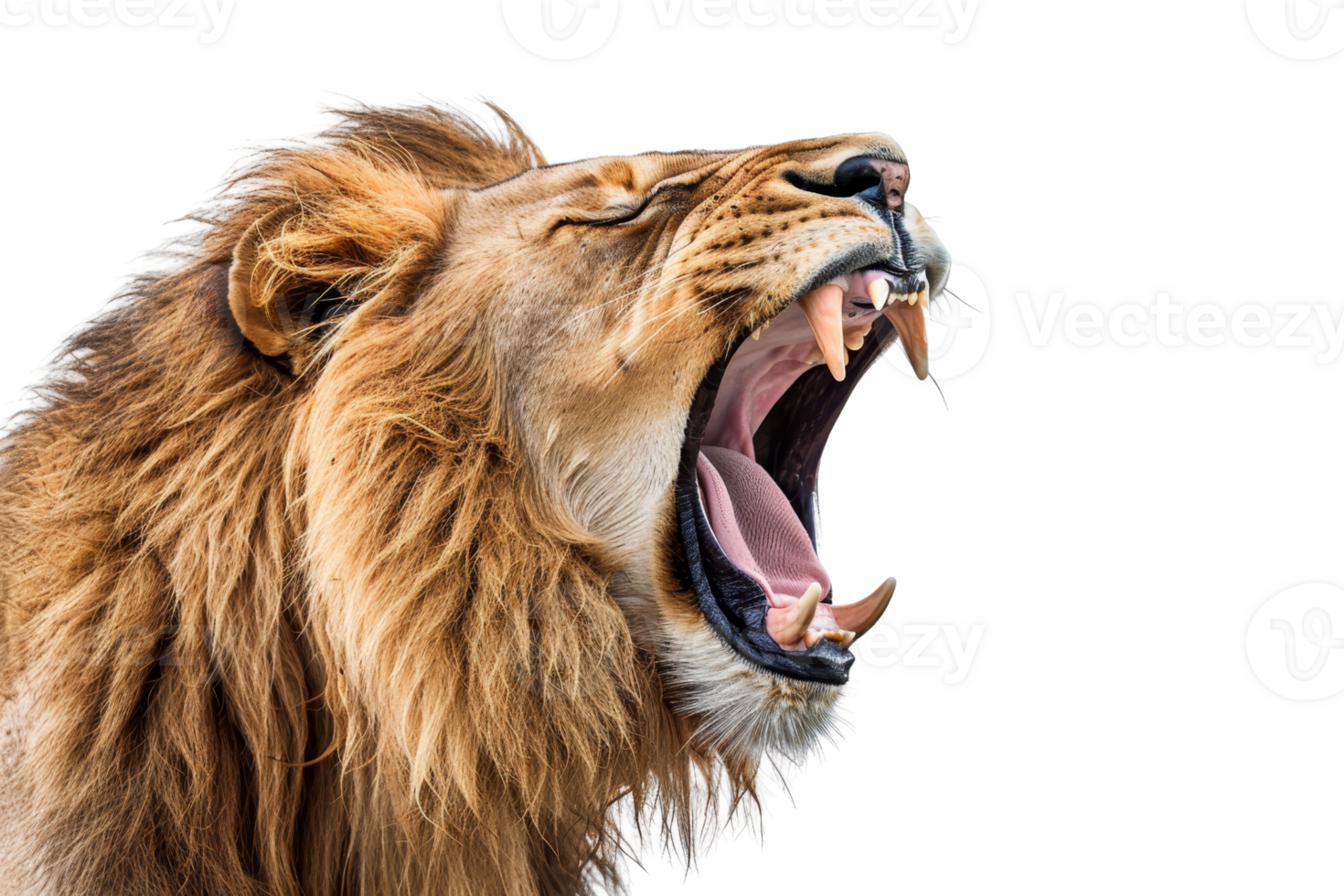 Close-up of a roaring lion with open mouth, sharp teeth, and flowing mane, showcasing the king of the jungle in majestic detail. png