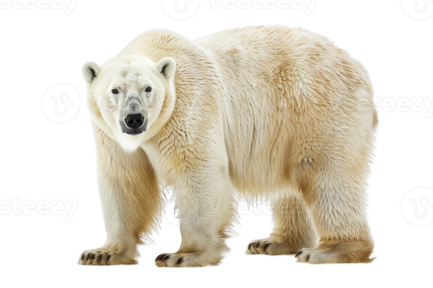 Close-up of a majestic polar bear, fully visible with a transparent background. showcasing its thick fur and powerful build. png