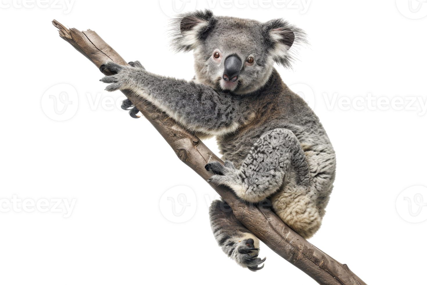Cute koala bear clinging to a tree branch, isolated on transparent background. highlighting its natural habitat and adorable features. png
