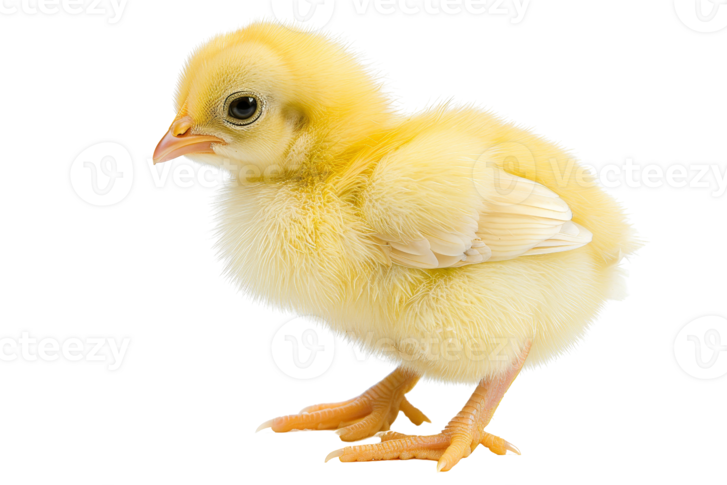 Cute yellow chick with fluffy feathers standing against a transparent background. Perfect for farm, baby bird, and nature themes. png