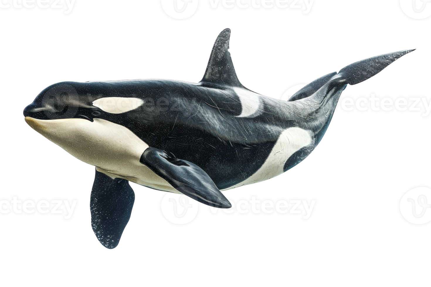 High-resolution image of a majestic orca whale. Perfect for marine life, oceanic themes, and wildlife photography. png