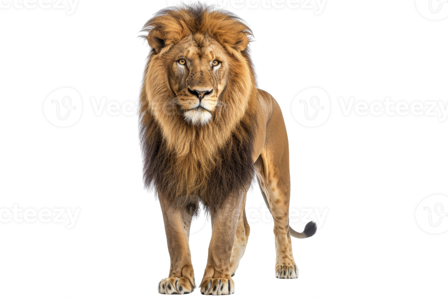 Majestic lion standing in front view, showcasing its magnificent mane and commanding presence. Perfect for wildlife and nature themes. png