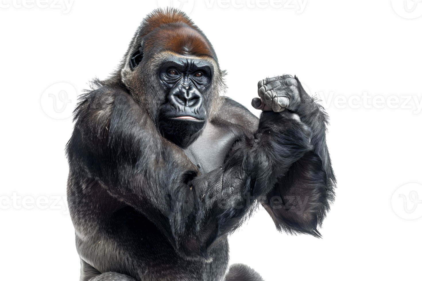 Portrait of a powerful gorilla showing strength and intelligence on a transparent background. Majestic and captivating wild animal close-up. png