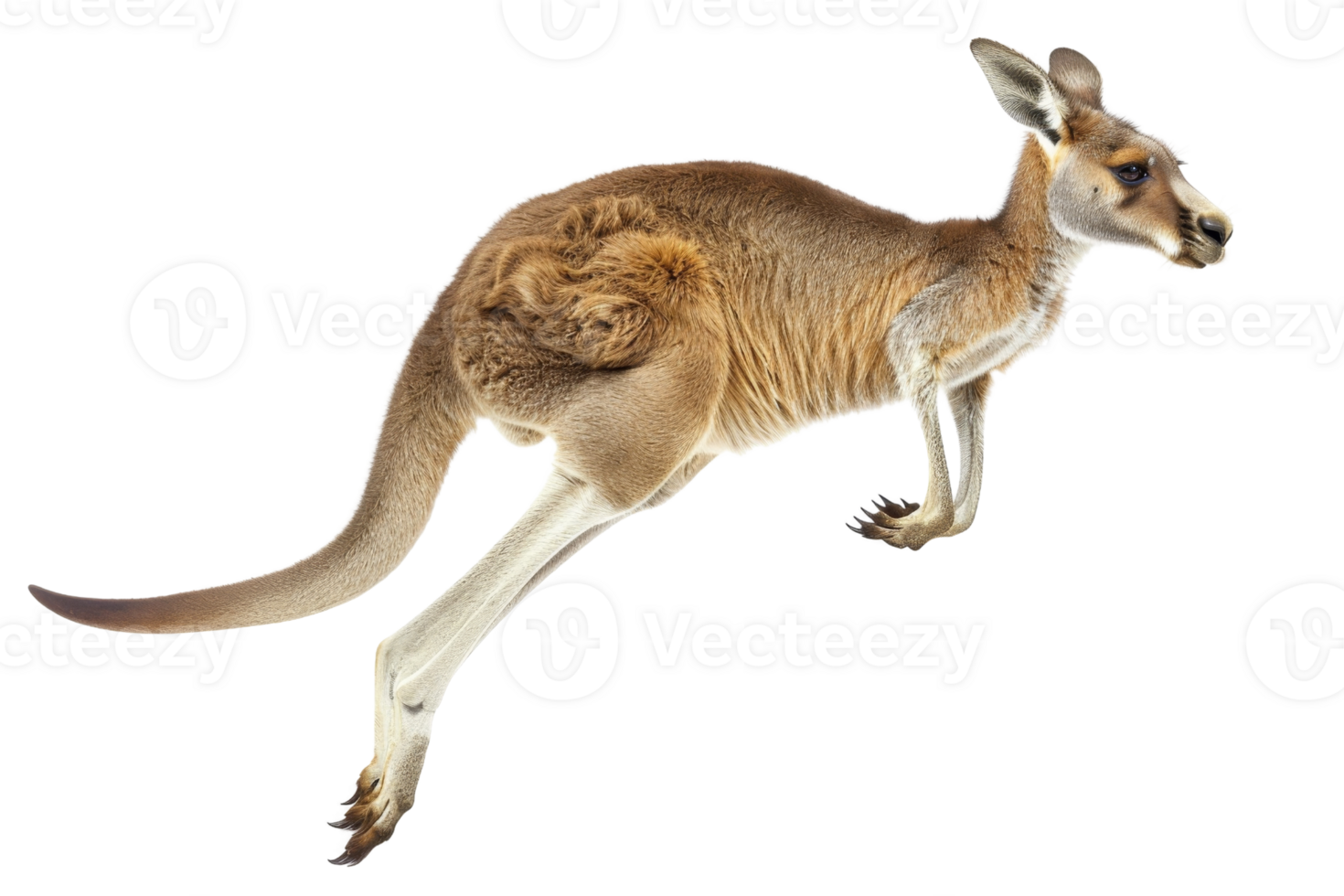 A kangaroo in mid-jump with its joey in the pouch, showcasing Australia's unique wildlife and dynamic nature. png