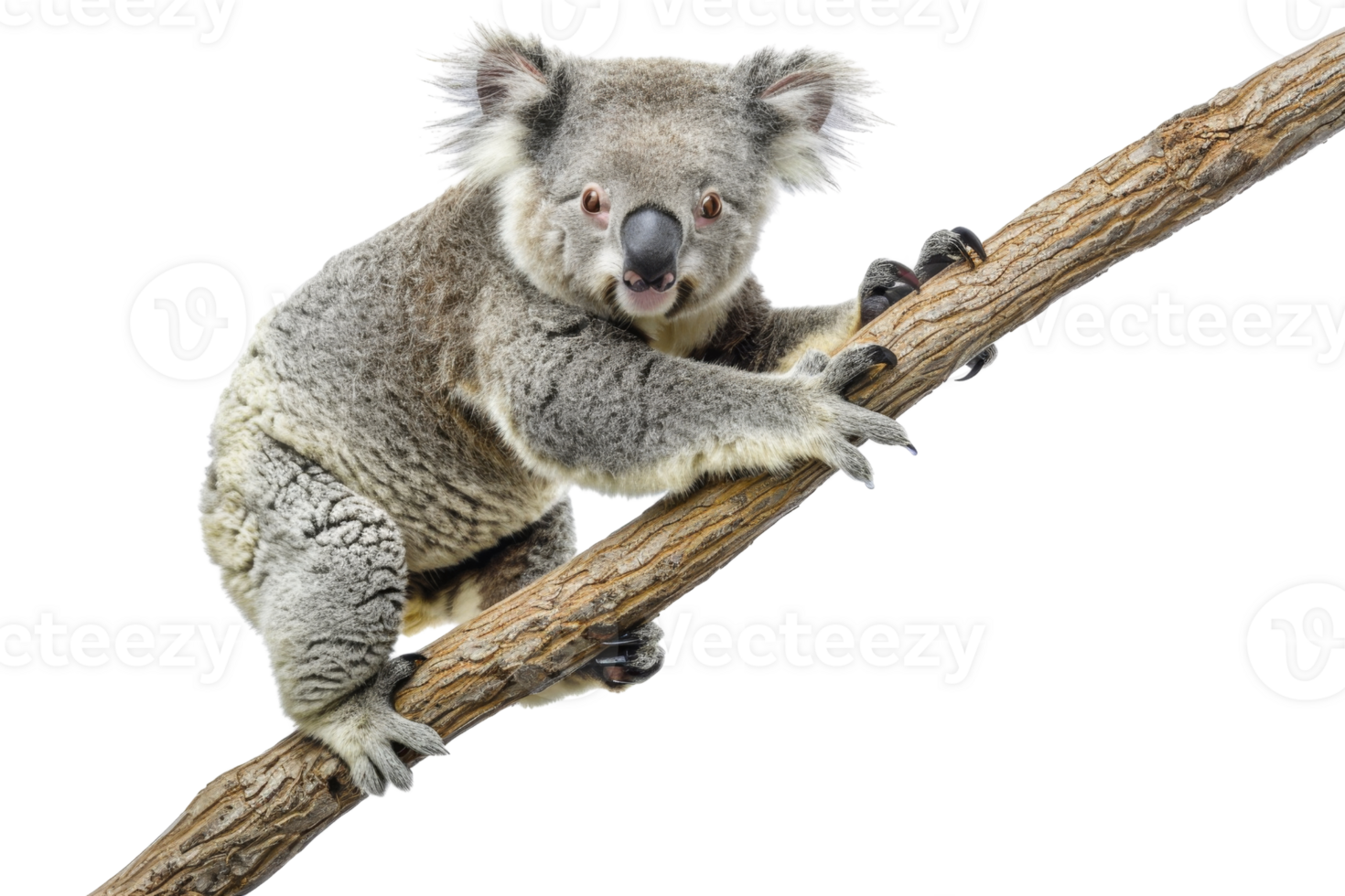 A cute koala sitting on a tree branch, showcasing its furry body and distinctive nose. Ideal for wildlife and nature-themed stock photos. png