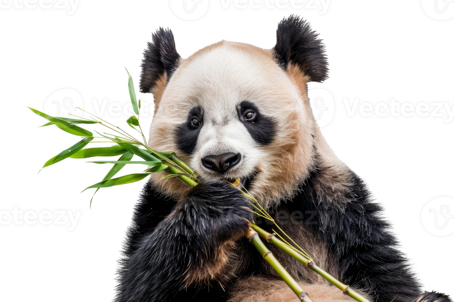 A cute giant panda munching on fresh bamboo, showcasing its adorable expression and peaceful nature. Perfect for wildlife photography enthusiasts. png