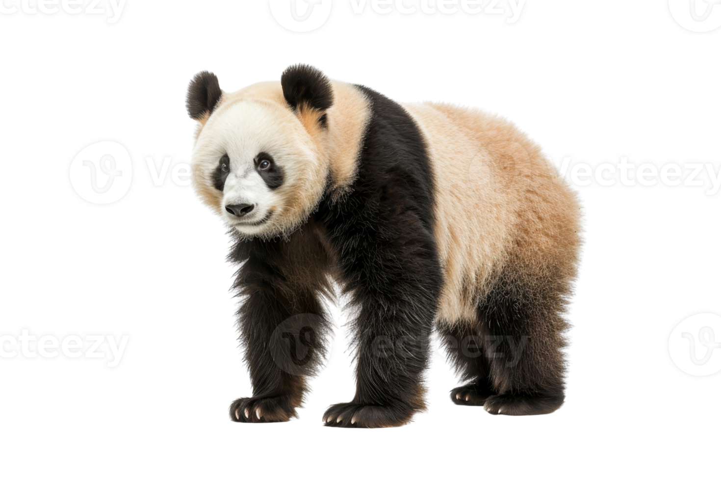 A high-quality image of a giant panda standing against a transparent background. showcasing its distinctive black and white fur pattern. png