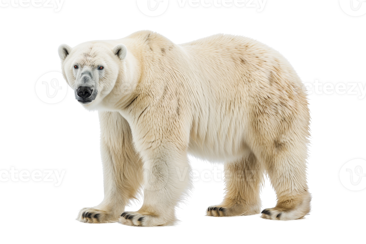 A detailed image of a polar bear standing against a transparent background. showcasing its thick fur and powerful build. png