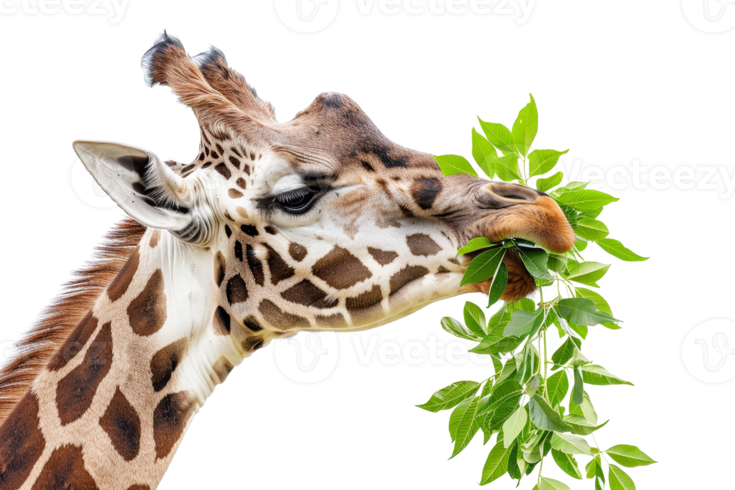 A close-up of a giraffe eating fresh green leaves, showcasing its long neck and distinctive patterns against a transparent background. png