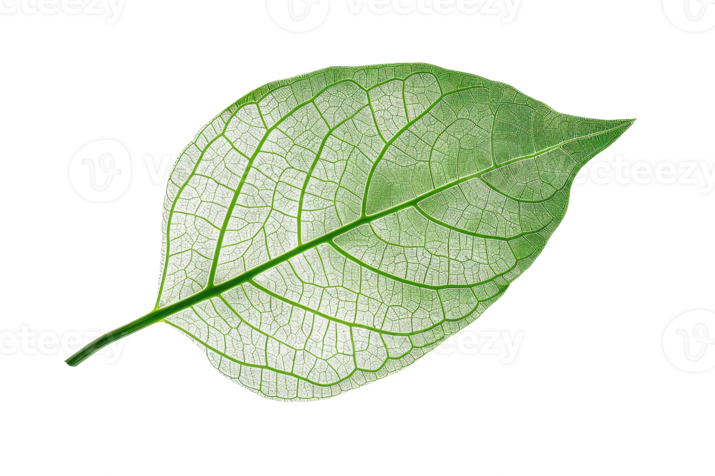 Close-up image of a single green leaf with intricate vein patterns on a transparent background. showcasing natural beauty and detail. png