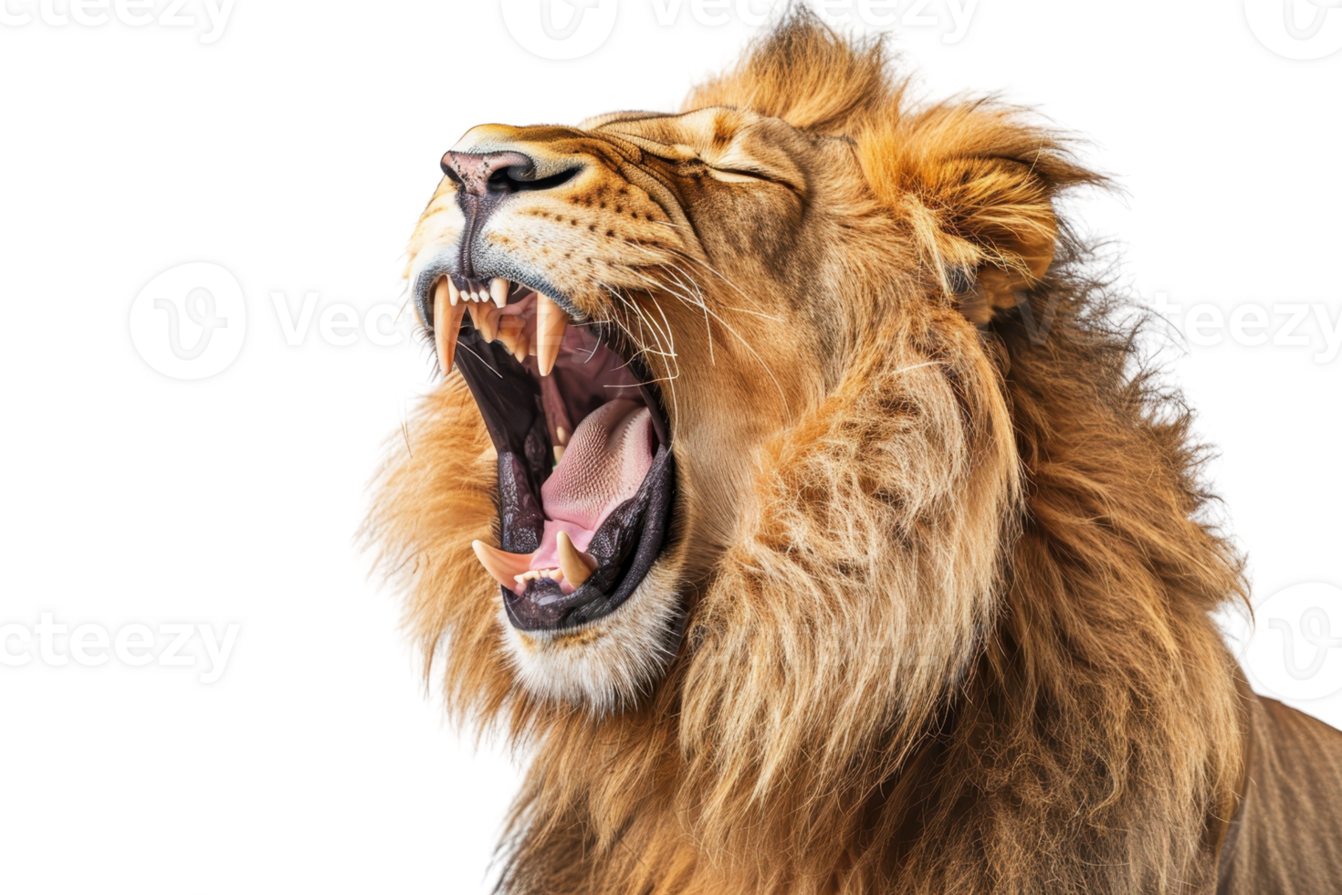 Close-up of a majestic lion roaring with its mouth wide open, showing sharp teeth and a mane on a black background. png