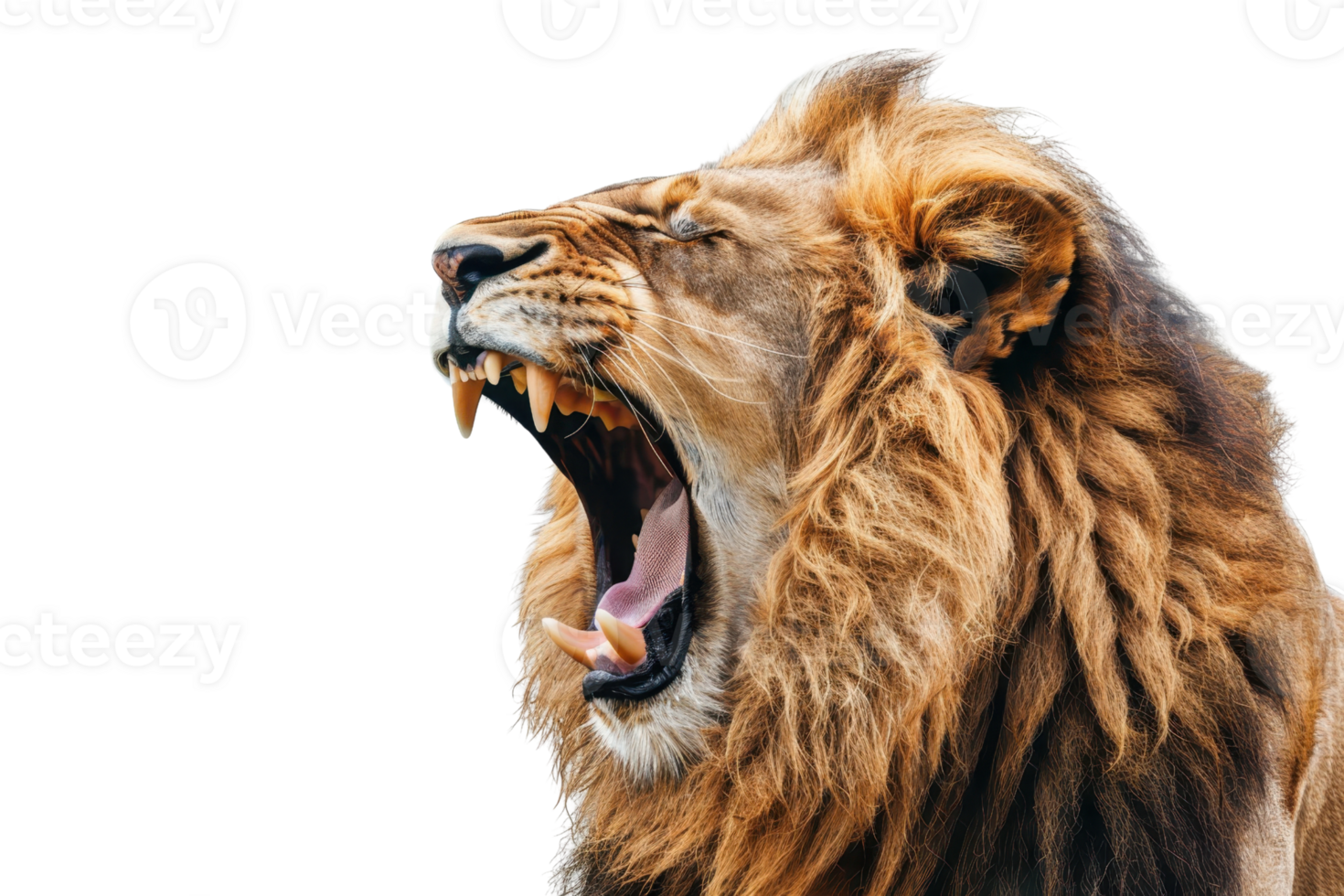 Close-up of a roaring lion with a mane, showcasing its fierce expression and sharp teeth against a black background. png