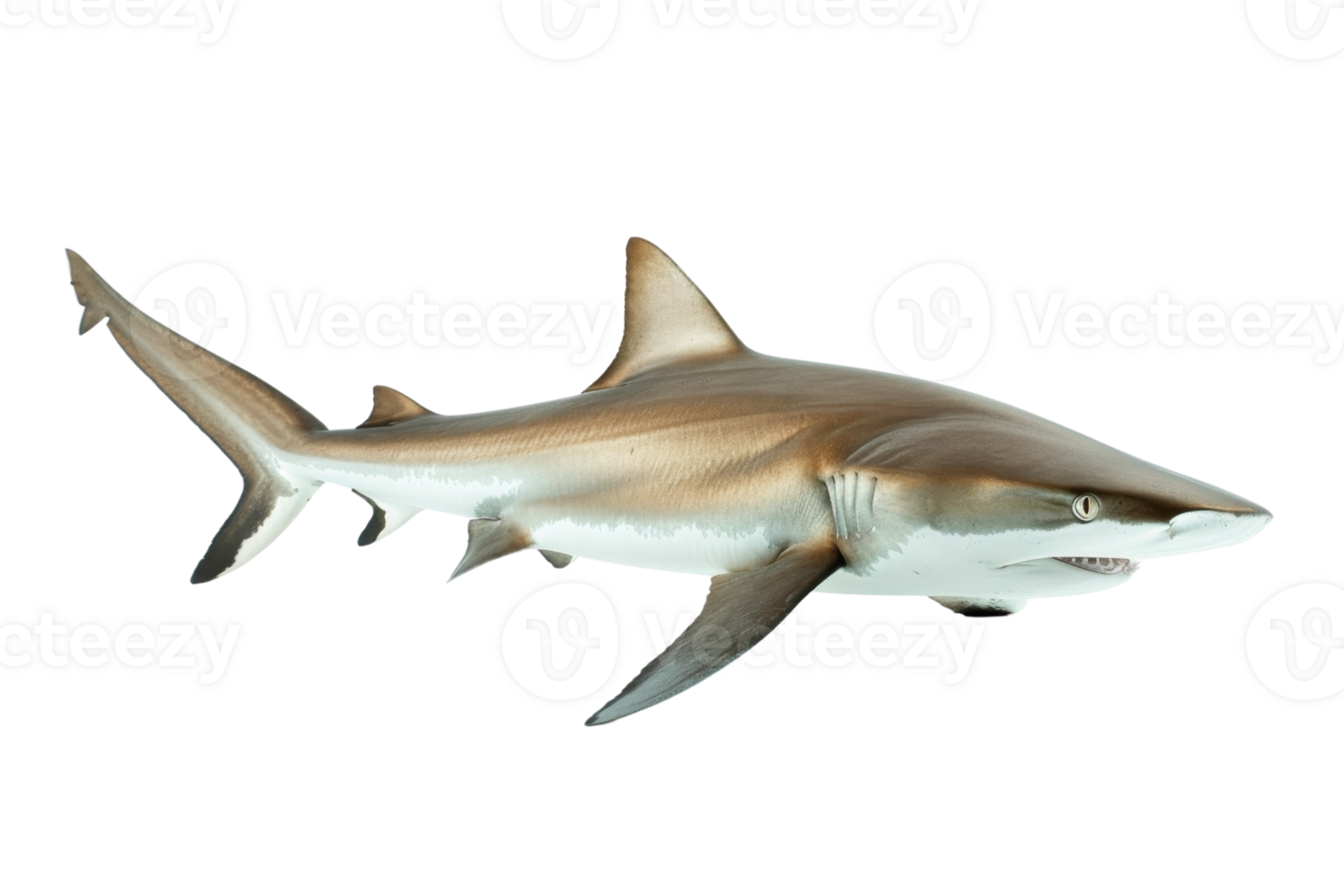 Realistic illustration of a shark, showcasing its sleek body and sharp fins, isolated on a transparent background. Perfect for marine life projects. png