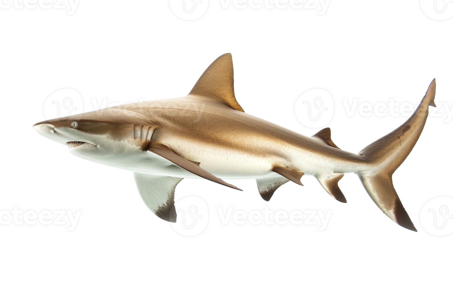 High-quality image of a shark isolated on a transparent background. showcasing its sleek body and fins in detailed clarity. png