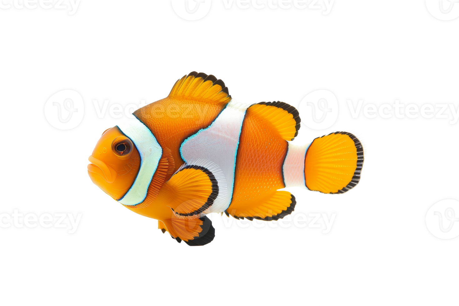Vibrant image of a clownfish, showcasing its vivid orange and white colors. Perfect for marine life, aquatic, and underwater-themed uses. png