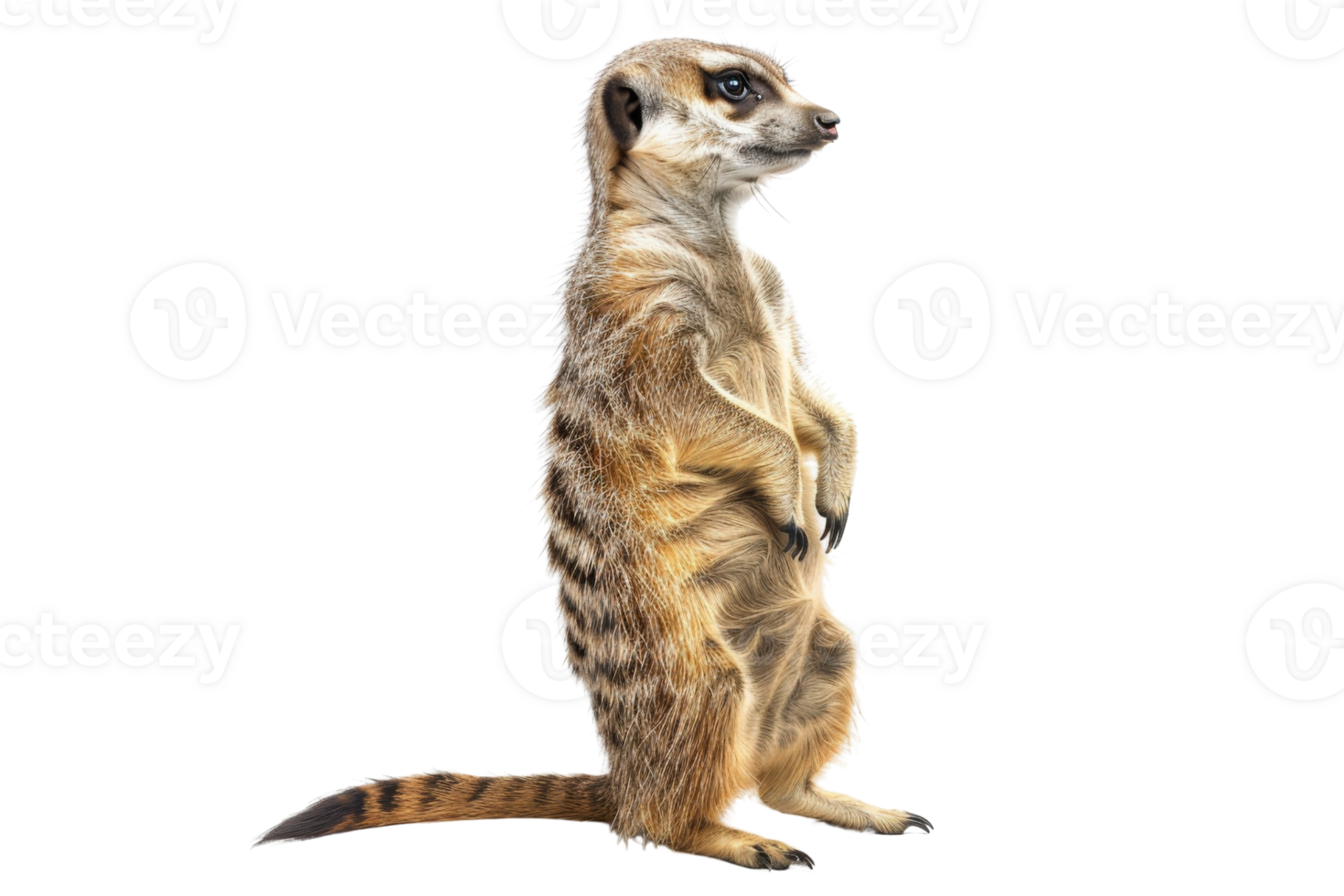 em pé meerkat isolado em transparente fundo. curioso e alerta animal dentro Está natural pose, perfeito para animais selvagens e temático da natureza projetos. png