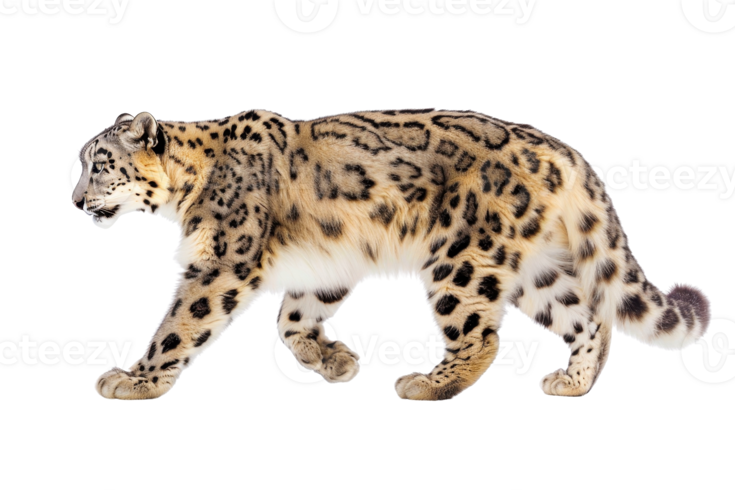A majestic snow leopard walking gracefully with a focused expression, showcasing its beautiful fur and distinctive pattern. png