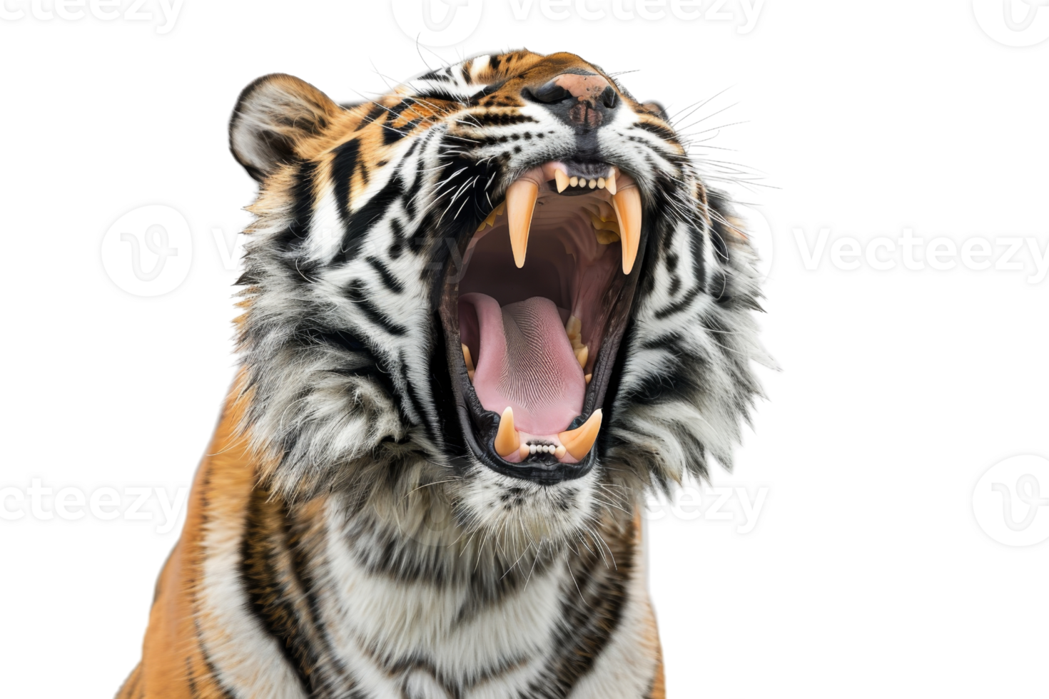 fechar-se imagem do uma rugindo tigre com boca Largo abrir, exibindo afiado dentes e feroz expressão. isolado em transparente fundo. png