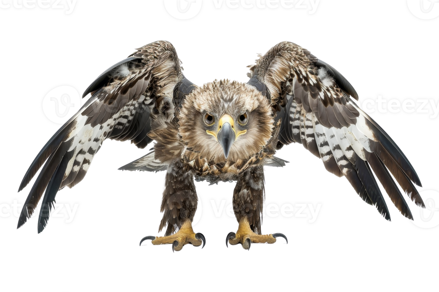 Close-up of a majestic bird of prey, wings spread wide, showcasing its fierce look and intricate feather patterns against a transparent background. png