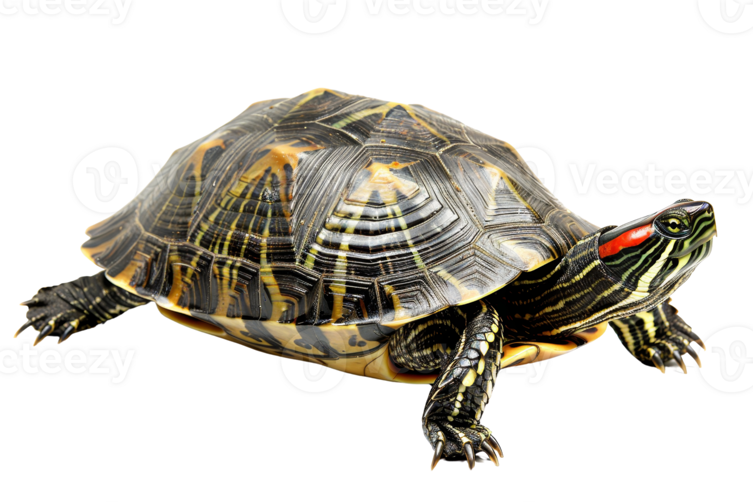 Close-up of a red-eared slider turtle with distinctive markings on its shell and vibrant red patches near its eyes on transparent background. png
