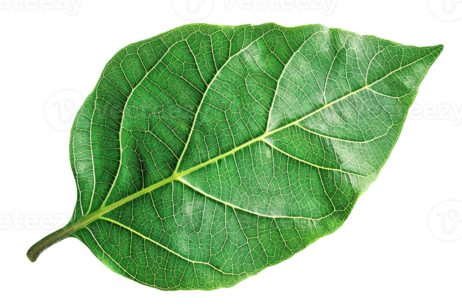 Close-up image of a single green leaf with detailed veins and texture, isolated on a transparent background. perfect for natural themes and designs. png