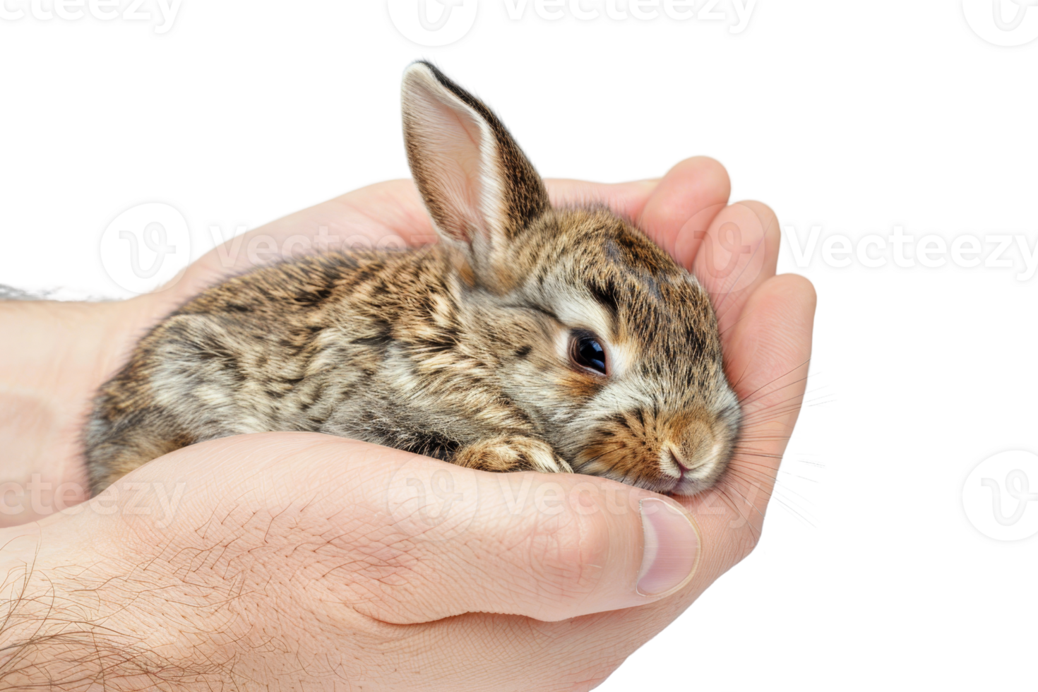 Close-up of a small, fluffy brown rabbit being gently held in cupped human hands, showcasing care and tenderness. png