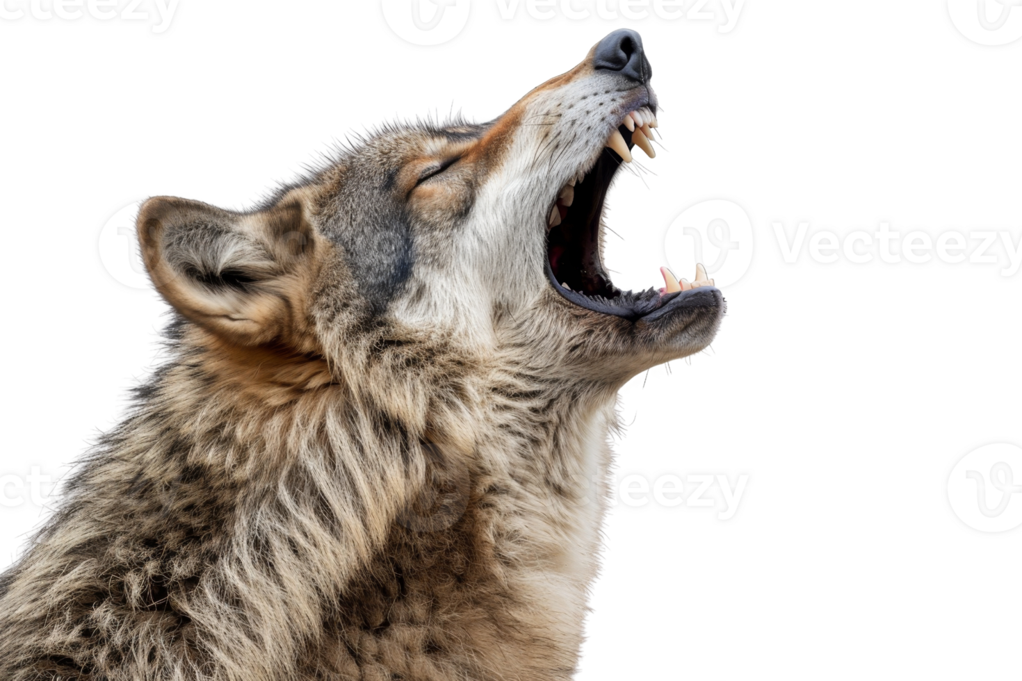 Close-up of a wolf howling with mouth open wide, displaying sharp teeth and detailed fur texture. Isolated on transparent background. png