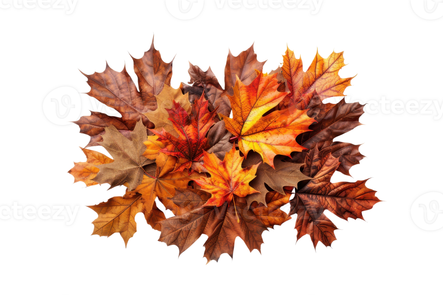 Colorful autumn leaves in a pile showcasing the warm hues of fall, including shades of red, orange, and yellow, isolated on a transparent background. png