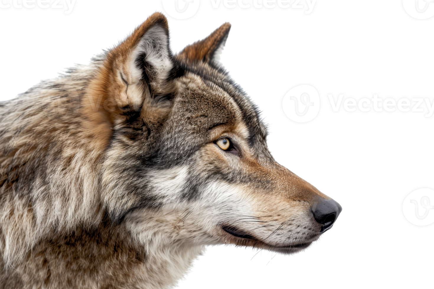 Close-up of a majestic wolf, showcasing its beautiful fur and captivating gaze. Perfect for wildlife and nature-themed projects. png