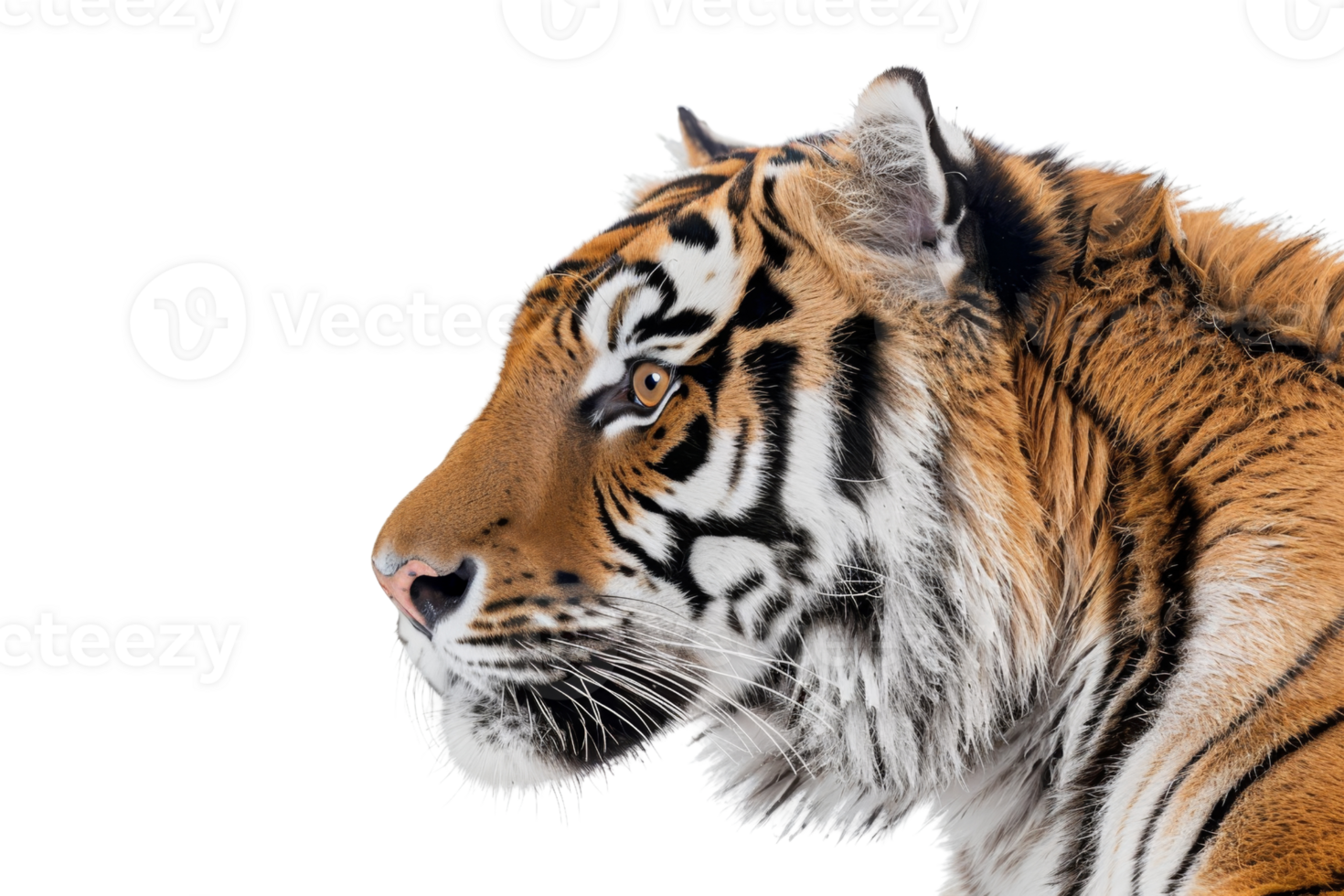 Close-up of a majestic tiger with detailed stripes, isolated on a transparent background. Perfect for wildlife and animal-themed images. png