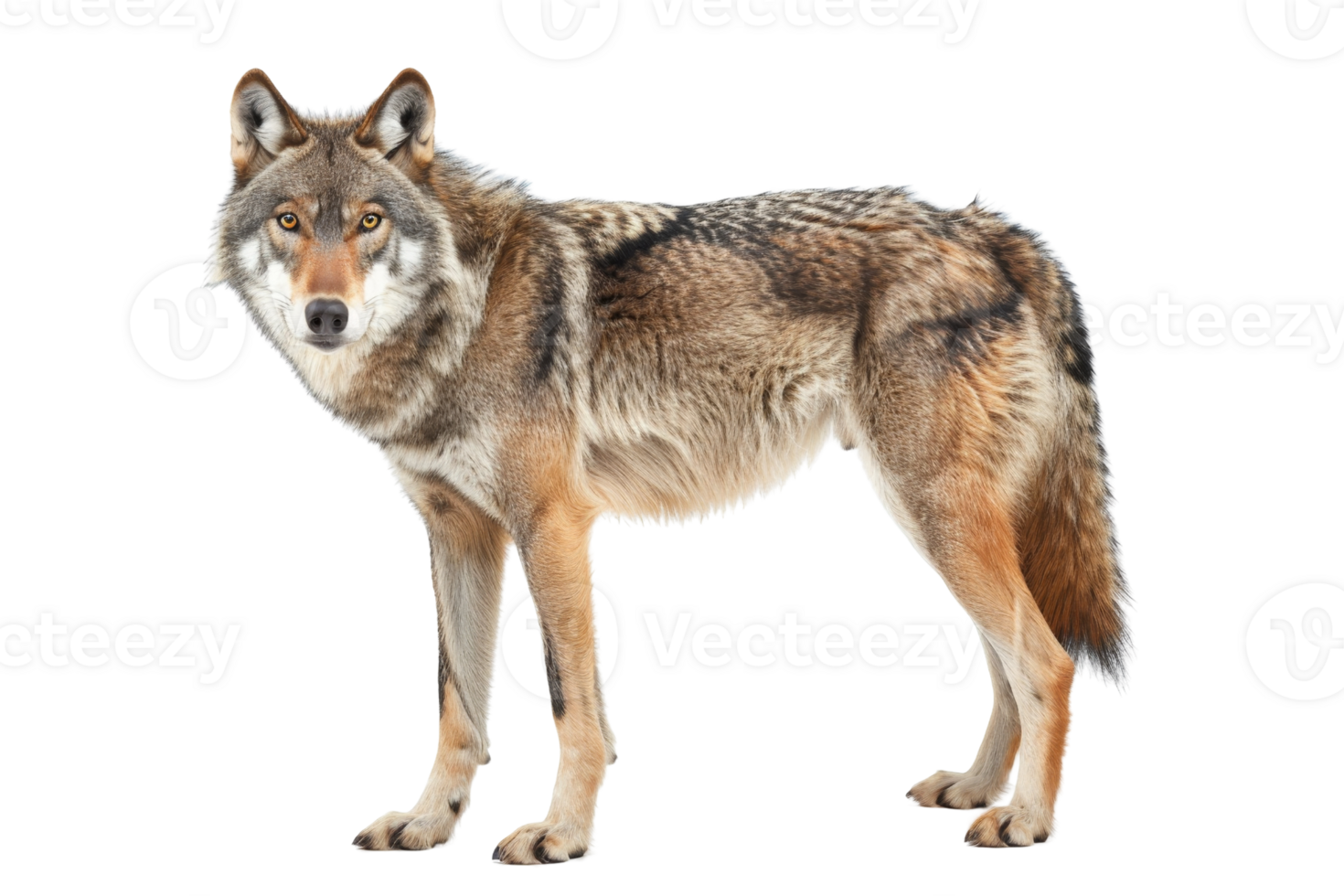 Close-up view of a majestic wolf standing and staring, isolated on a transparent background. showcasing its natural beauty and strength. png