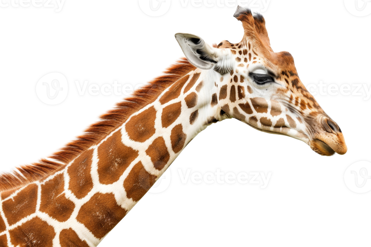 Close-up of a giraffe with distinctive patterns and long neck against a transparent background. Ideal for wildlife, nature, and animal-themed designs. png