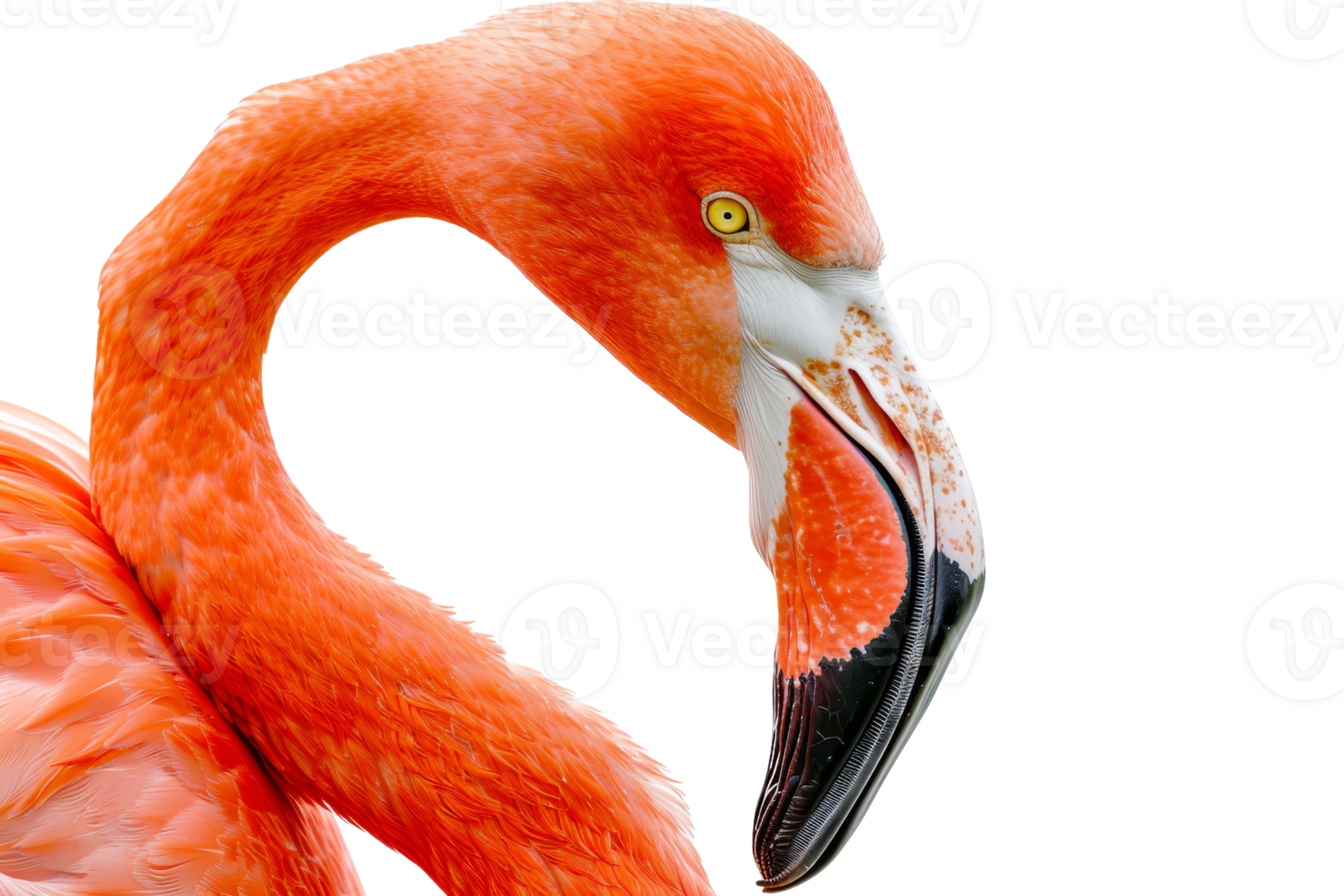 Close-up of a vibrant orange flamingo, showcasing its curved neck and distinct beak. An elegant portrait highlighting the bird's vivid plumage. png