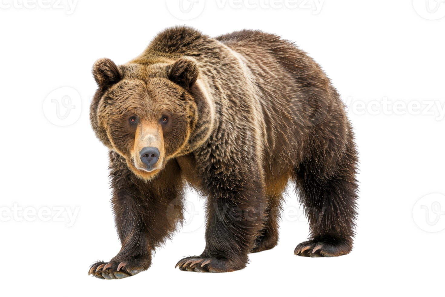 Majestic brown bear standing alert on a transparent background. Perfect for wildlife, nature, and animal-themed projects or educational content. png
