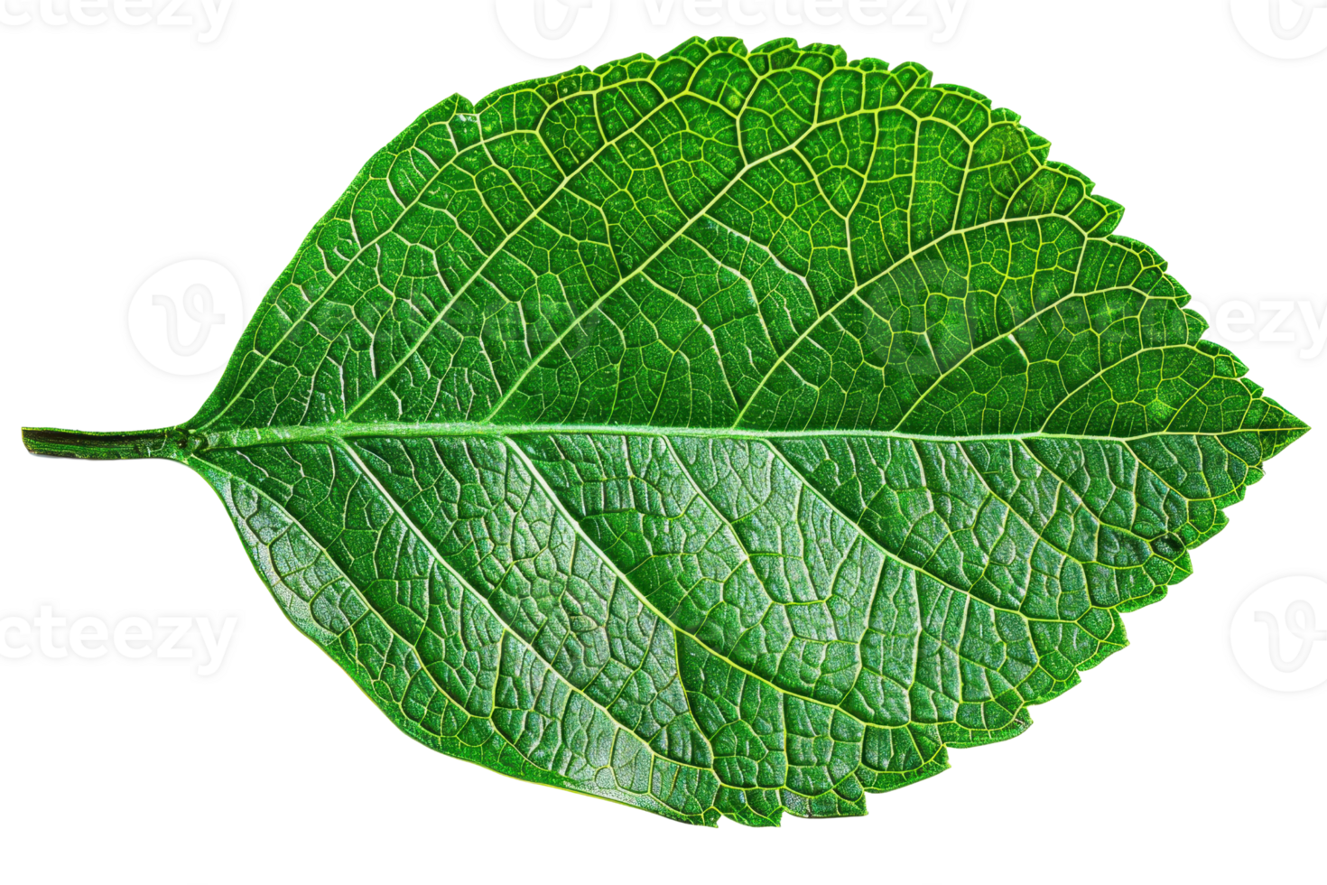 High-resolution image of a single green leaf isolated on a transparent background. showcasing detailed veins and natural texture, perfect for design use. png
