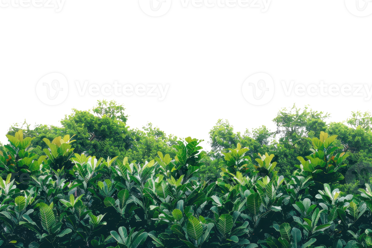 Lush green foliage of various plants and trees creating a dense, verdant backdrop against a clear sky, perfect for nature-themed design projects. png