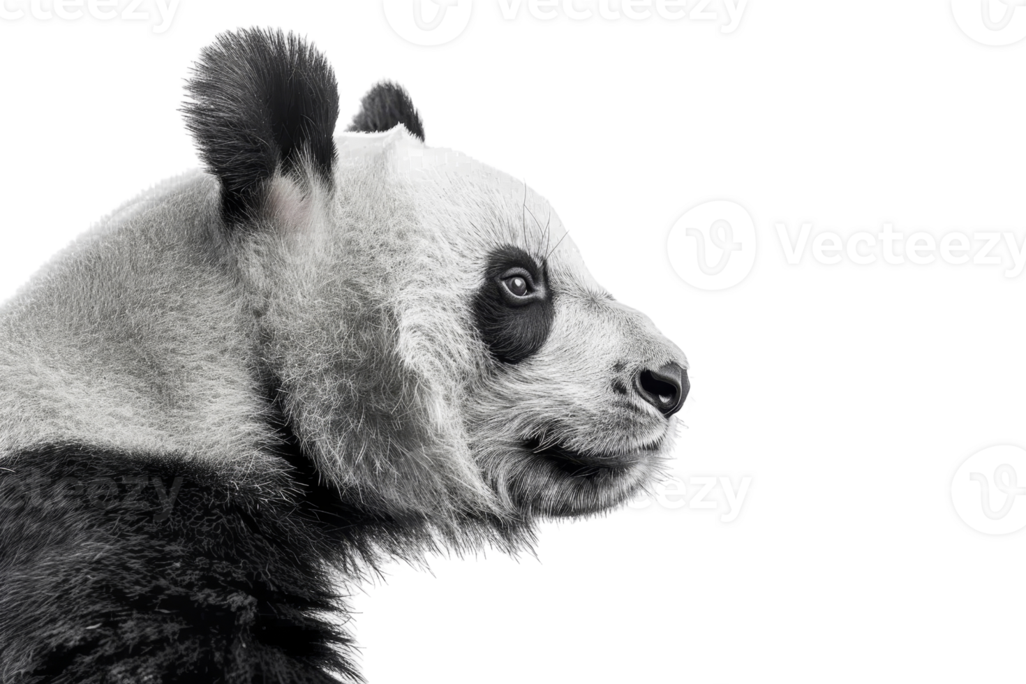 Profile of a panda with a serene expression, isolated on transparent background. Perfect for nature, wildlife, and animal-themed projects. png