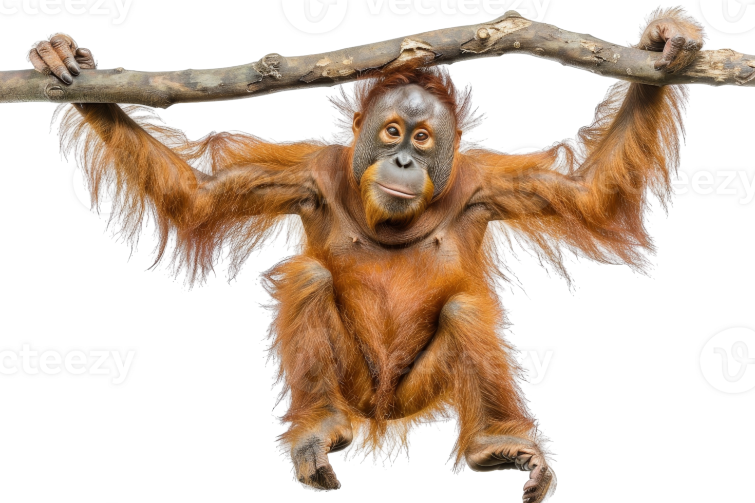 Playful orangutan hanging from a tree branch, isolated on a transparent background. Perfect for diverse wildlife and nature collections. png