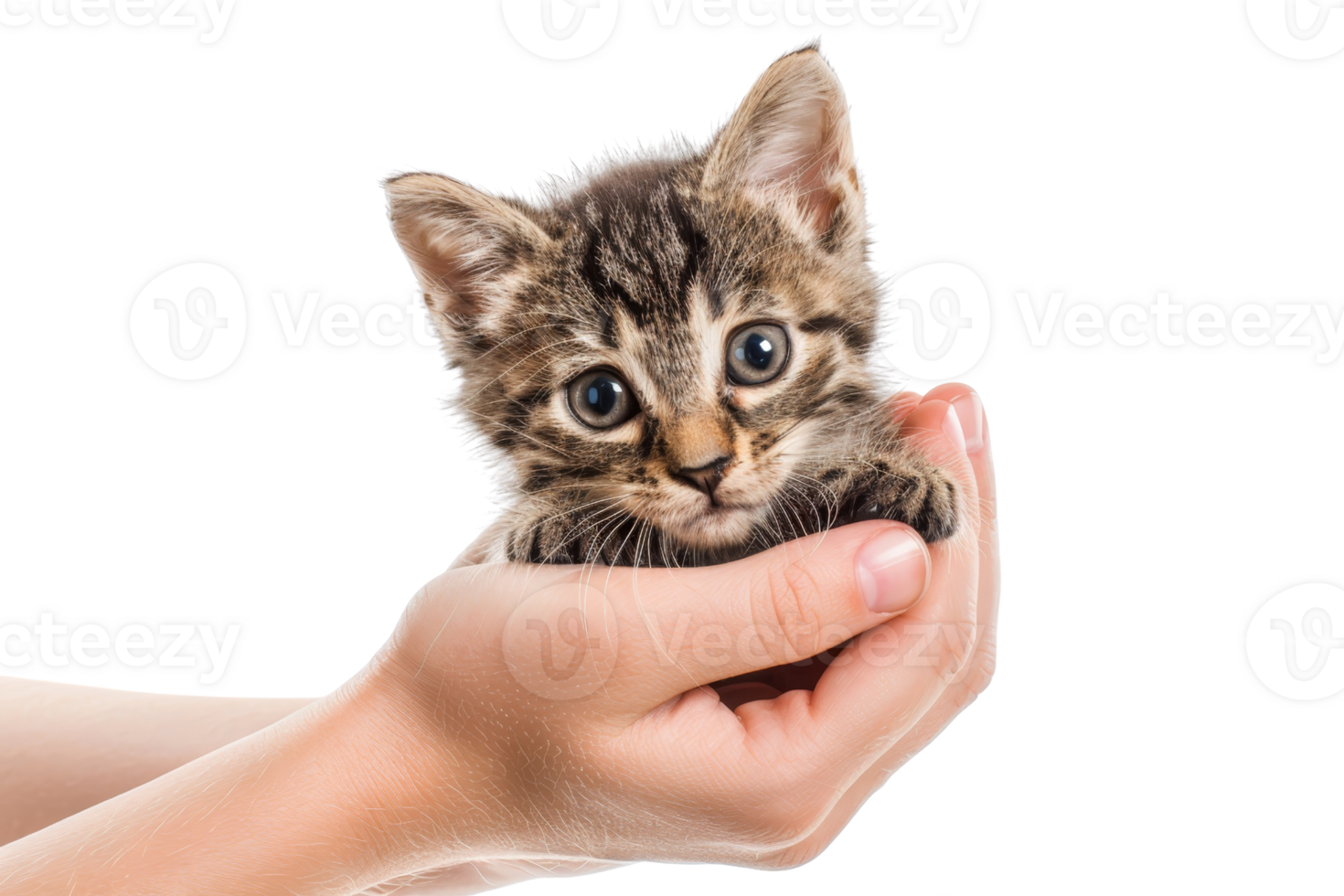 Adorable small kitten being held in hands with a transparent background. showcasing love and care for pets. png