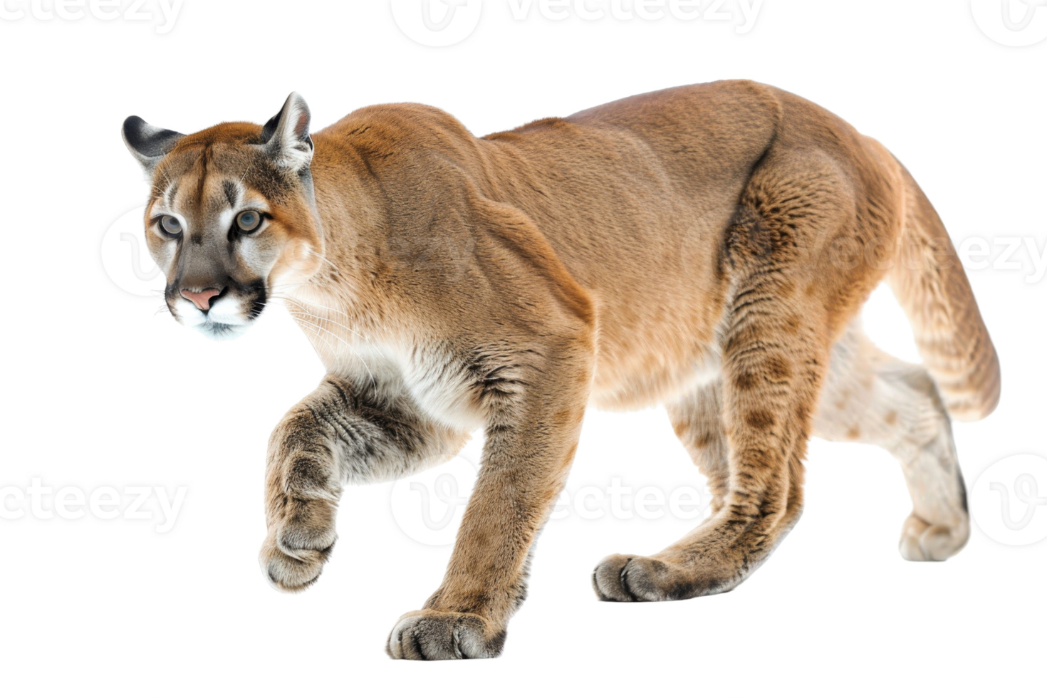 Stunning image of a puma, showcasing its elegance and strength. Perfect for wildlife themes and showcasing the beauty of nature. png