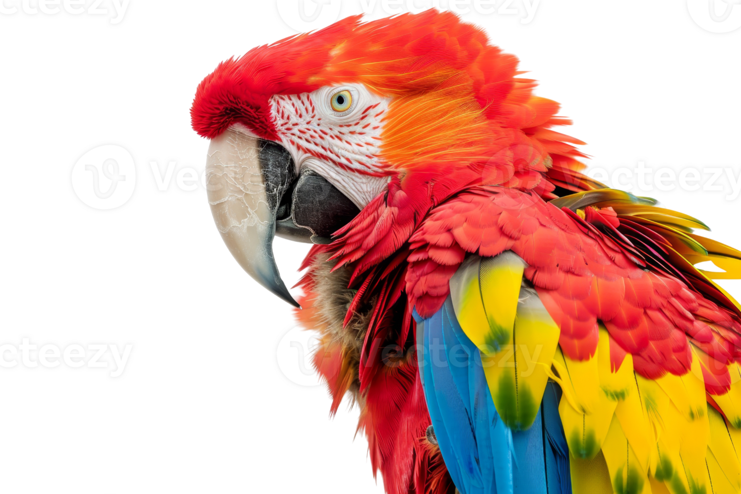 Vibrant close-up of a colorful parrot with striking red, yellow, and blue feathers against a transparent background. png