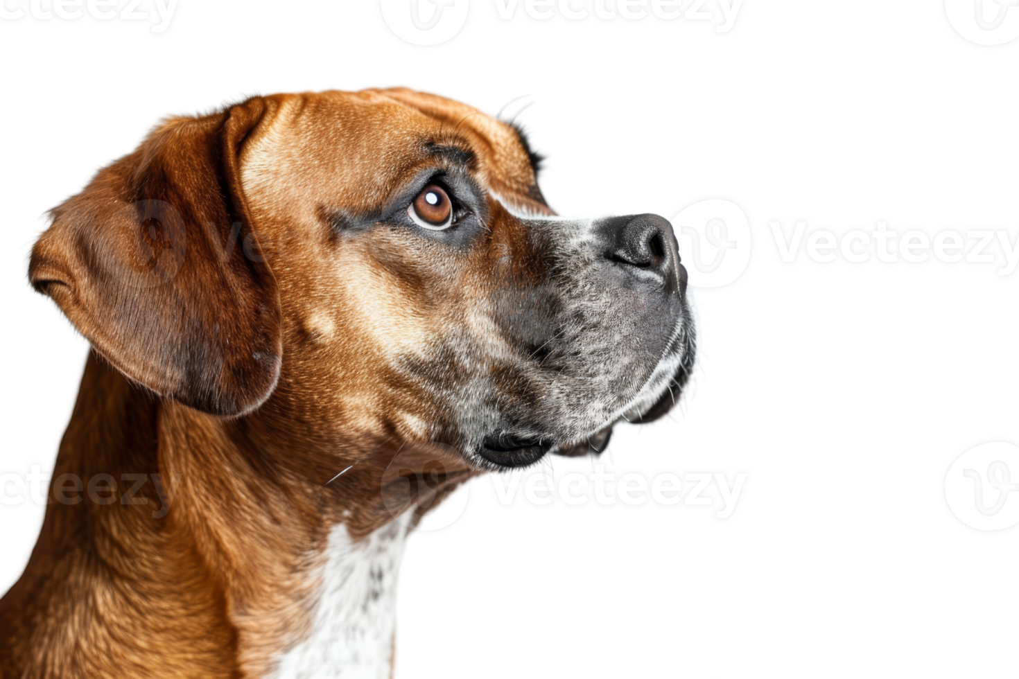Side profile of a brown and white boxer dog with alert expression, isolated on a transparent background. png