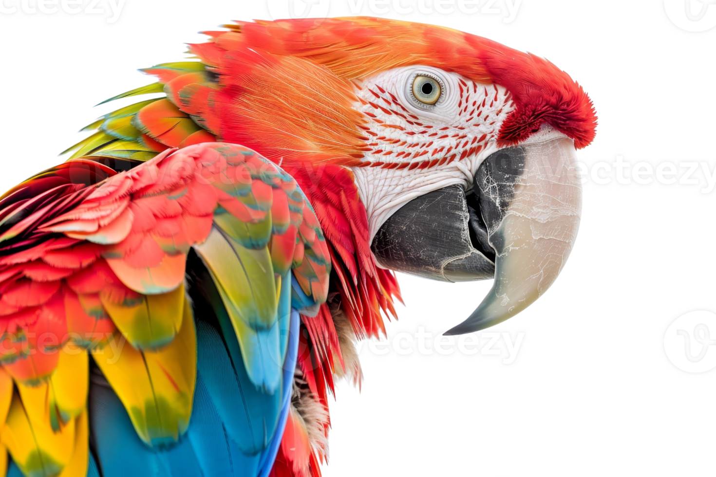 Vibrant close-up of a colorful parrot with detailed feathers and distinctive beak against a transparent background. Perfect for wildlife and nature themes. png