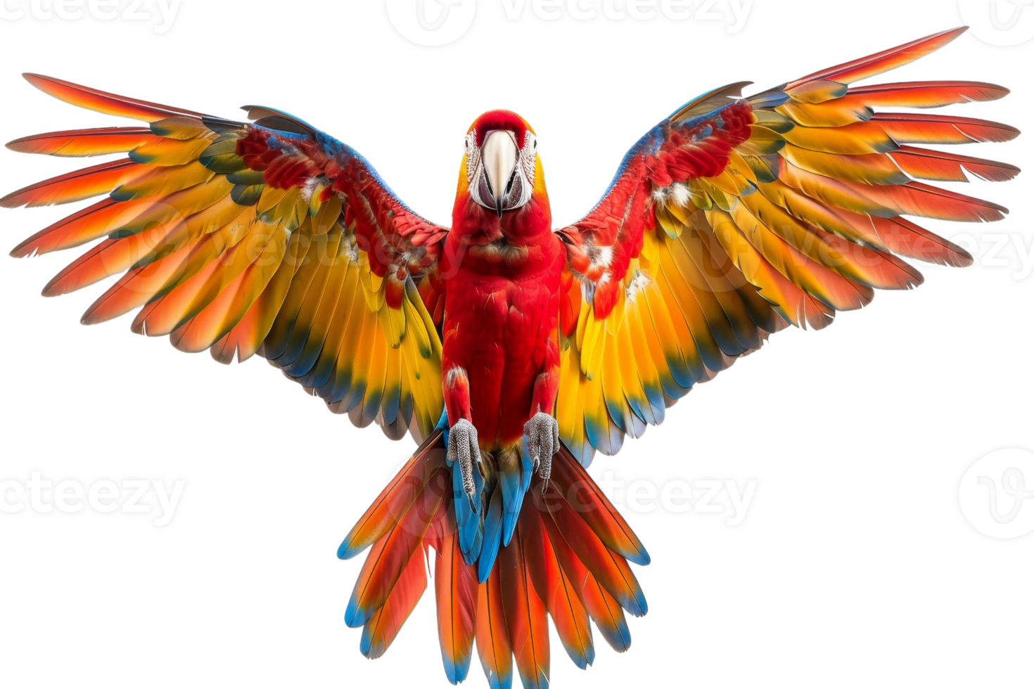 Vibrant red parrot in mid-flight, showcasing colorful wings and expressive eyes, isolated on transparent background. png