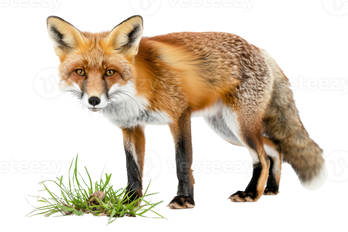 A realistic depiction of a red fox standing on grass, isolated on a transparent background. Perfect for wildlife and nature-themed projects. png