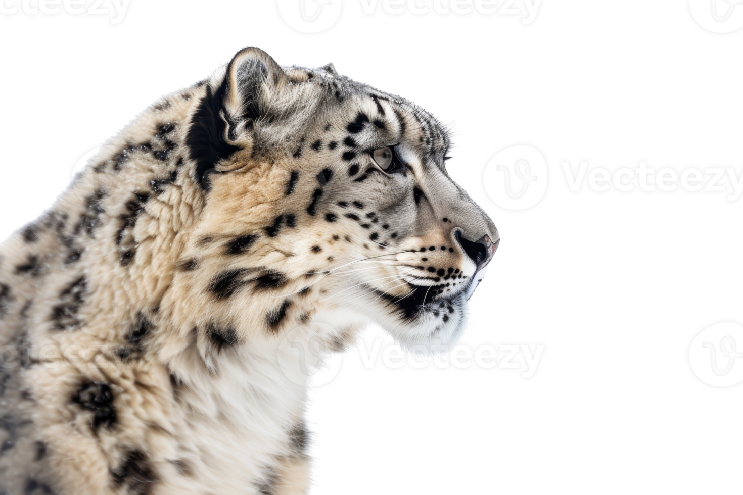 Side profile of a majestic snow leopard with clear white fur and black spots against a clean transparent background. showcasing its elegant features. png