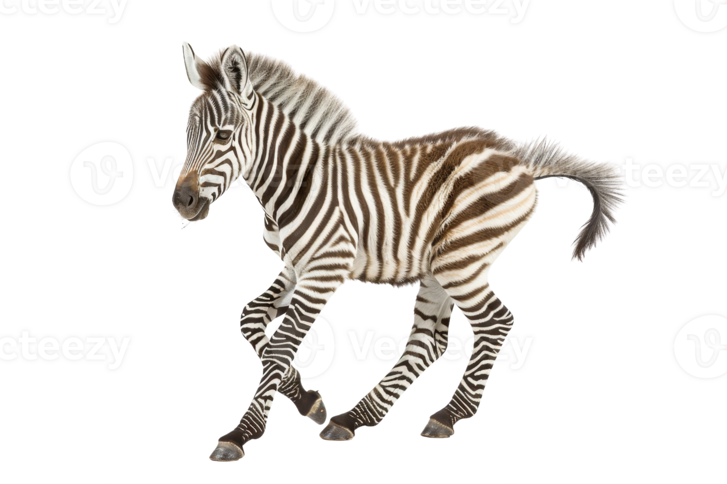 A vivid image of a zebra, showcasing its striking black-and-white stripes and intricate patterns as it moves gracefully. png
