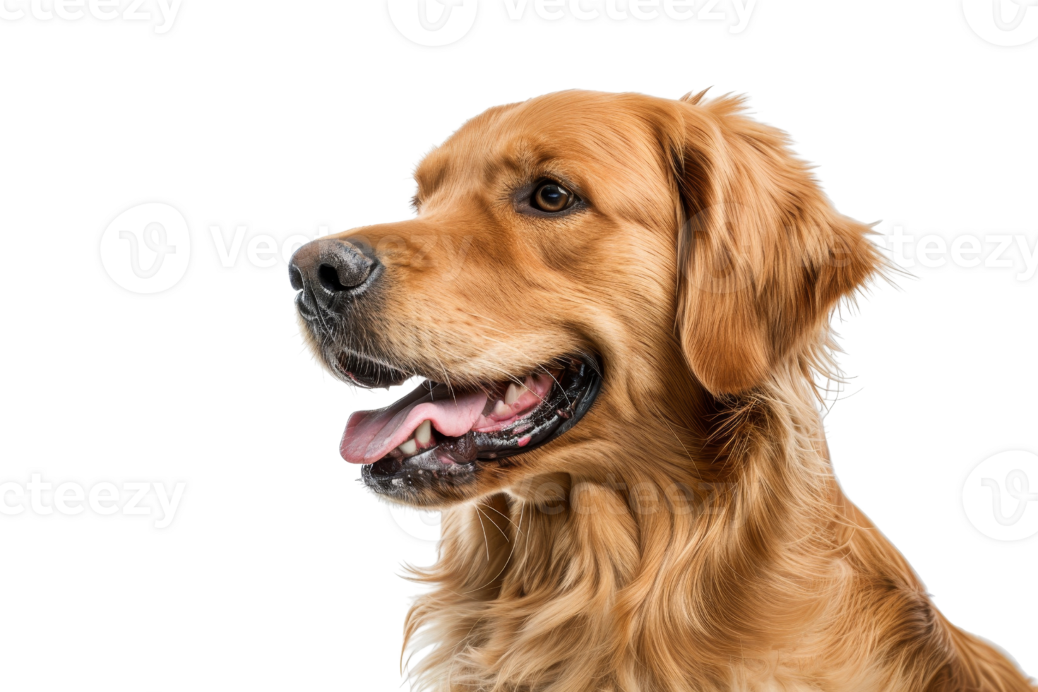 Friendly Golden Retriever portrait isolated on transparent background. Lively and charming pet with a happy expression, perfect for dog lovers. png