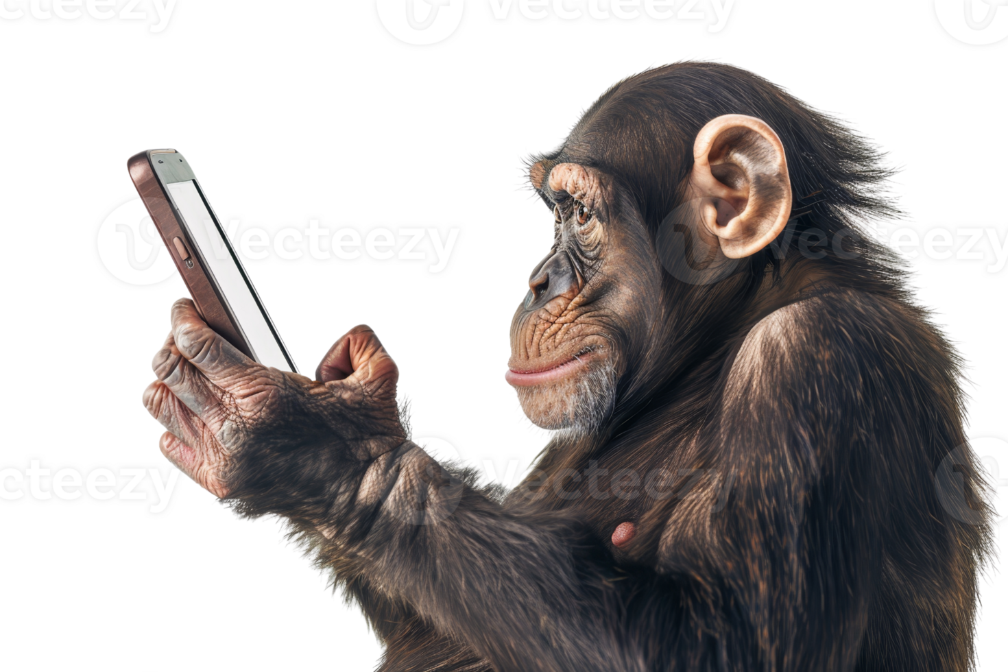 Chimpanzee using a smartphone. Concept of technology and animals. Isolated on transparent background. Unique and humorous stock photo. png
